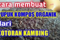 Maksimalkan Kebun Anda: Panduan Lengkap Cara Membuat Pupuk dari Kotoran Kambing Maksimalkan Kebun Anda: Panduan Lengkap Cara Membuat Pupuk dari Kotoran Kambing