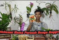Rahasia Anggrek Mekar Sempurna: DIY Pupuk Cair Air Kelapa, Gratis dan Super Efektif! Rahasia Anggrek Mekar Sempurna: DIY Pupuk Cair Air Kelapa, Gratis dan Super Efektif!