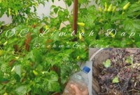 Rahasia Tanaman Subur: Panduan Lengkap Menggunakan Pupuk Organik Buatan Sendiri dengan Tepat Rahasia Tanaman Subur: Panduan Lengkap Menggunakan Pupuk Organik Buatan Sendiri dengan Tepat