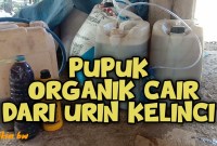 Emas Cair dari Kandang: Manfaat Pupuk Organik Cair Urin Kelinci dan Cara Membuatnya Emas Cair dari Kandang: Manfaat Pupuk Organik Cair Urin Kelinci dan Cara Membuatnya
