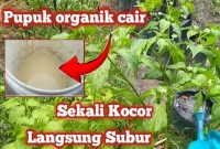 Panduan Lengkap: Cara Membuat Pupuk Organik dari Kotoran Ayam yang Berkualitas Tinggi Panduan Lengkap: Cara Membuat Pupuk Organik dari Kotoran Ayam yang Berkualitas Tinggi