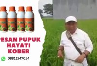 Rahasia Panen Berlimpah: Resep Pupuk Cair dari Sisa Nasi untuk Padi yang Wajib Dicoba! Rahasia Panen Berlimpah: Resep Pupuk Cair dari Sisa Nasi untuk Padi yang Wajib Dicoba!