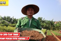 Terungkap! Resep Rahasia Pupuk Kandang Super Subur yang Bikin Tanaman Melejit Terungkap! Resep Rahasia Pupuk Kandang Super Subur yang Bikin Tanaman Melejit