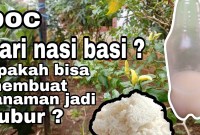 Panduan Lengkap: Cara Membuat POC dari Nasi Basi yang Ampuh Menyuburkan Tanaman Panduan Lengkap: Cara Membuat POC dari Nasi Basi yang Ampuh Menyuburkan Tanaman