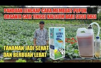Rahasia Pupuk Cair dari Susu Basi: Panduan Lengkap untuk Kebun Subur & Hasil Panen Melimpah! Rahasia Pupuk Cair dari Susu Basi: Panduan Lengkap untuk Kebun Subur & Hasil Panen Melimpah!