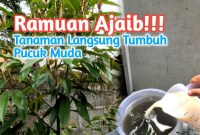 Rahasia Pupuk Cair Organik dari Molase: Resep Ampuh untuk Tanaman Subur dan Hasil Panen Melimpah! Rahasia Pupuk Cair Organik dari Molase: Resep Ampuh untuk Tanaman Subur dan Hasil Panen Melimpah!