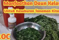 Rahasia Panen Melimpah: Panduan Lengkap Membuat Pupuk Cair Daun Kelor Organik Rahasia Panen Melimpah: Panduan Lengkap Membuat Pupuk Cair Daun Kelor Organik