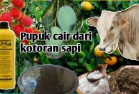 Rahasia Sukses Bertani: Cara Membuat Pupuk Cair Ajaib dari Kotoran Burung Puyuh Rahasia Sukses Bertani: Cara Membuat Pupuk Cair Ajaib dari Kotoran Burung Puyuh