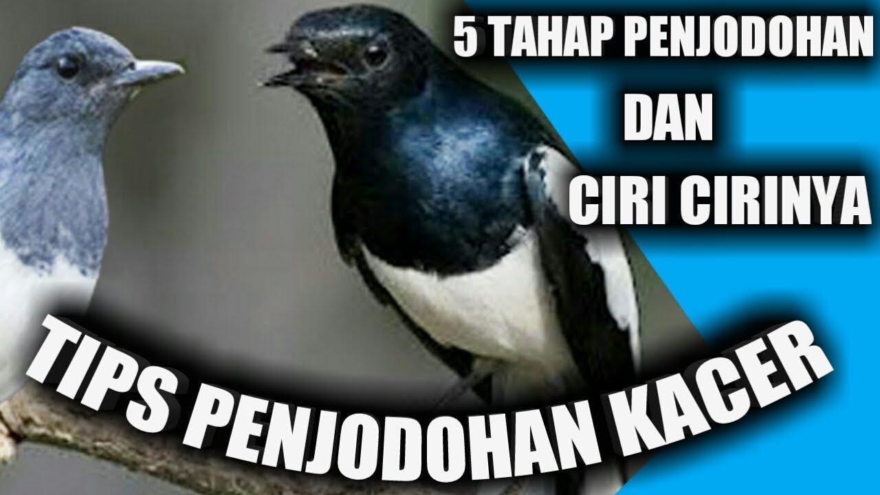 Tips Penjodohan Kacer Yang Sulit Pendekatan Dan Observasi Tips Penjodohan Kacer Yang Sulit Pendekatan Dan Observasi