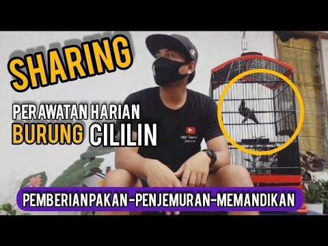 Perawatan Harian Burung Cililin Agar Kicauannya Rapat Perawatan Harian Burung Cililin Agar Kicauannya Rapat