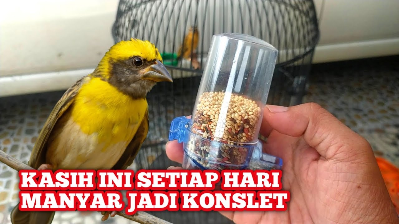 Tips Sukses Memelihara Burung Manyar (Weaver Bird) Tips Sukses Memelihara Burung Manyar (Weaver Bird)