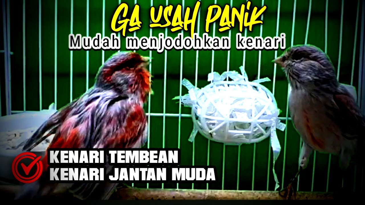 Trik Jitu Menjodohkan Kenari Agar Cepat Kawin Dan Bertelur Trik Jitu Menjodohkan Kenari Agar Cepat Kawin Dan Bertelur