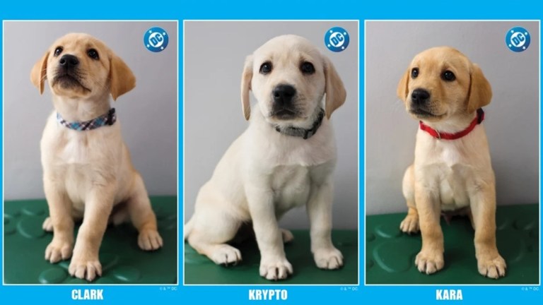 Guide Dogs of America Names Adorable Pups After DC Comics Heroes Guide Dogs of America Names Adorable Pups After DC Comics Heroes