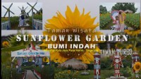 Menyibak Keindahan Sunflower Garden Bumi Indah: Oase Bunga Matahari Di Jantung Pasar Kemis Menyibak Keindahan Sunflower Garden Bumi Indah: Oase Bunga Matahari Di Jantung Pasar Kemis
