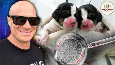 Should We Be Cloning Service Dogs? with K9 Officer Zach Pfannenstiel | Mike Drop #201 Should We Be Cloning Service Dogs? with K9 Officer Zach Pfannenstiel | Mike Drop #201