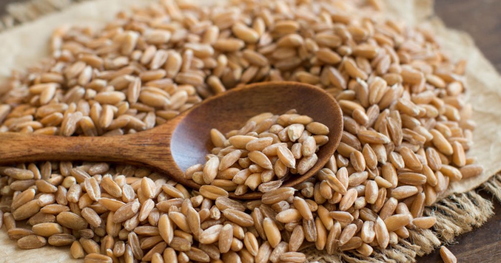 Patients with wheat allergy may be cross-sensitized to spelt, barley Patients with wheat allergy may be cross-sensitized to spelt, barley