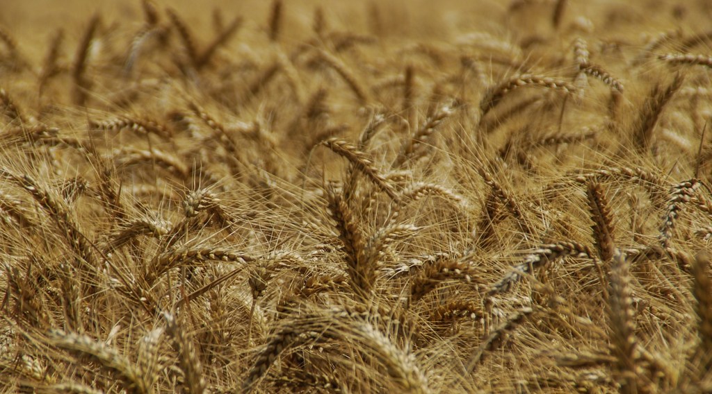 Vote on Future of Minn. Barley Research & Promotion Council Vote on Future of Minn. Barley Research & Promotion Council