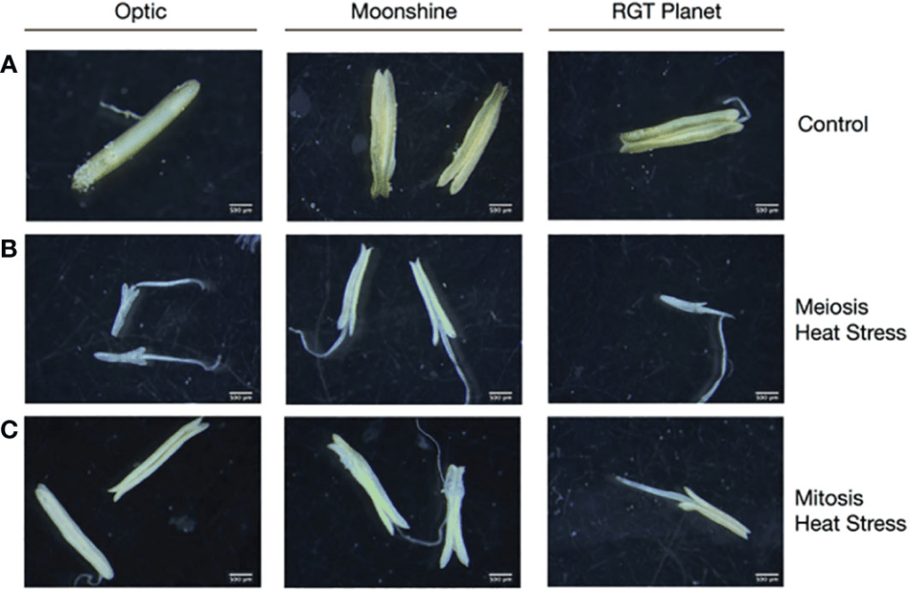 Heat stress responses vary during floret development in European spring barley cultivars Heat stress responses vary during floret development in European spring barley cultivars