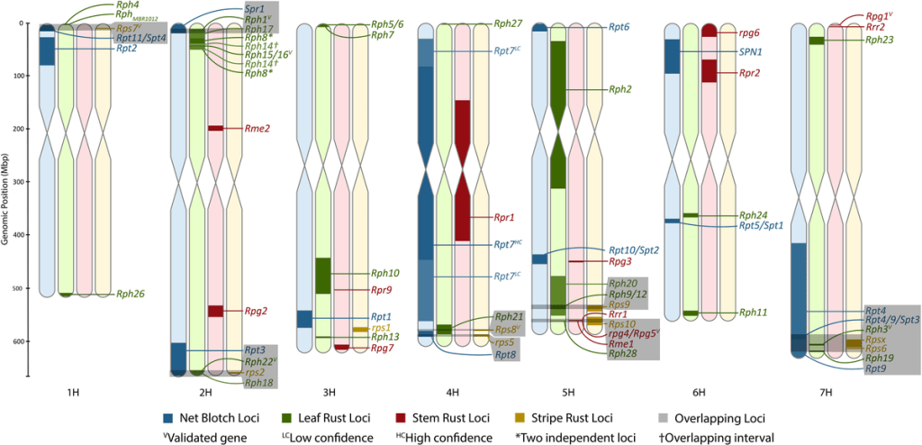 Colocalization of genetic regions that confer resistance/susceptibility against Puccinia species and association with Pyrenophora teres loci within the barley genome Colocalization of genetic regions that confer resistance/susceptibility against Puccinia species and association with Pyrenophora teres loci within the barley genome