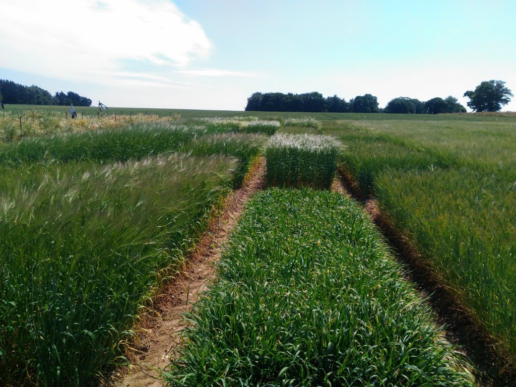 Barley plants fine-tune their root microbial communities through sugary secretions Barley plants fine-tune their root microbial communities through sugary secretions