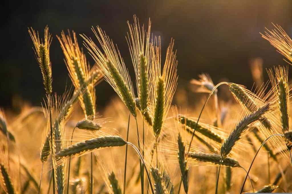 IPK-led Research Team Provides Insights into the Pangenome of Barley IPK-led Research Team Provides Insights into the Pangenome of Barley