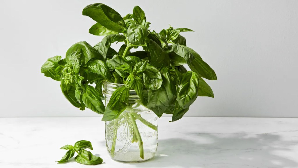 How to Store Basil | Epicurious How to Store Basil | Epicurious