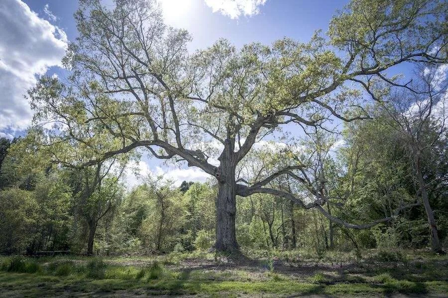 supporting our trees, all their lives long, with basil camu supporting our trees, all their lives long, with basil camu
