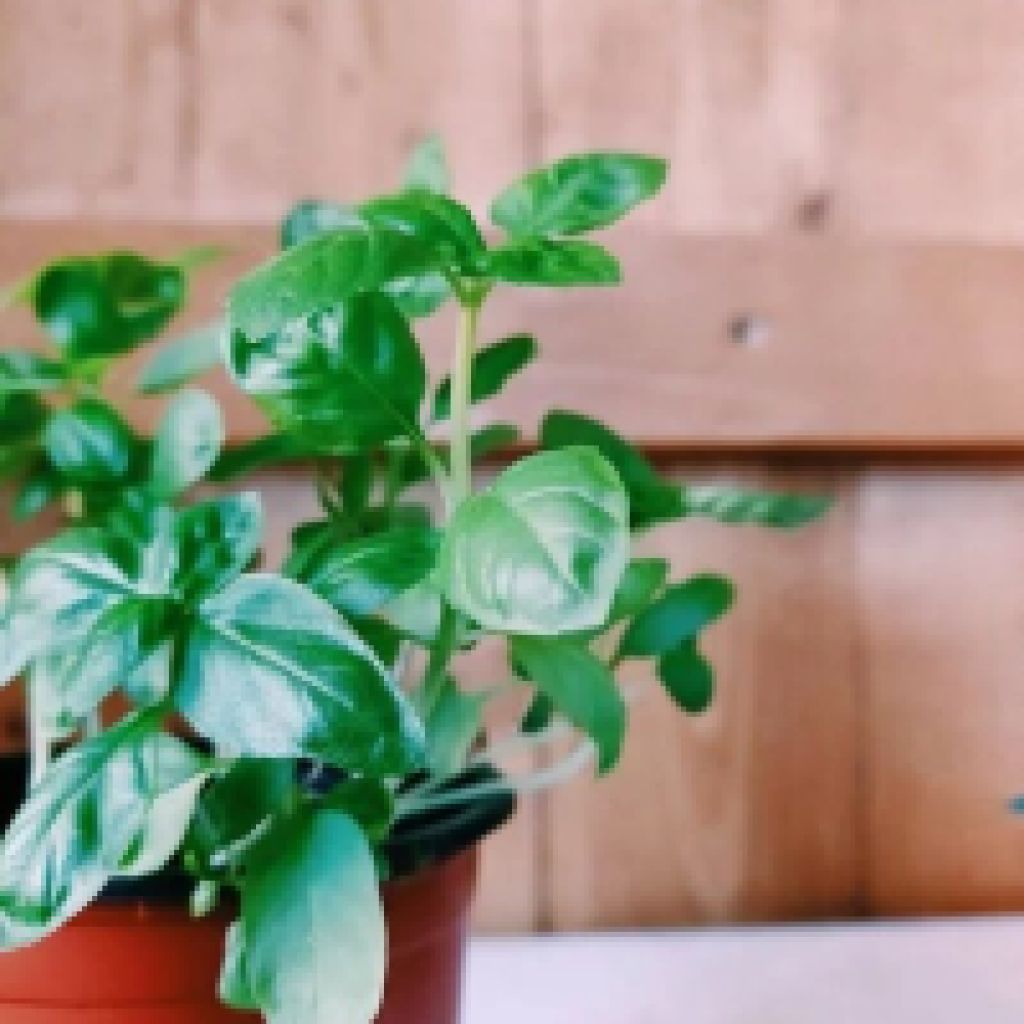 How to “harden off” your basil and other house plants | Opinion How to “harden off” your basil and other house plants | Opinion