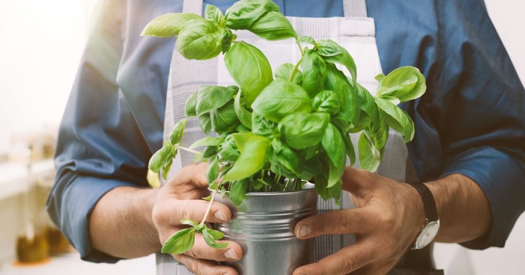Basil will grow back bushier if you use a simple cutting method Basil will grow back bushier if you use a simple cutting method