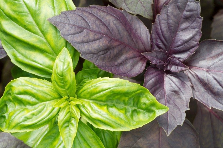 What is the most common type of basil used in cooking? What is the most common type of basil used in cooking?