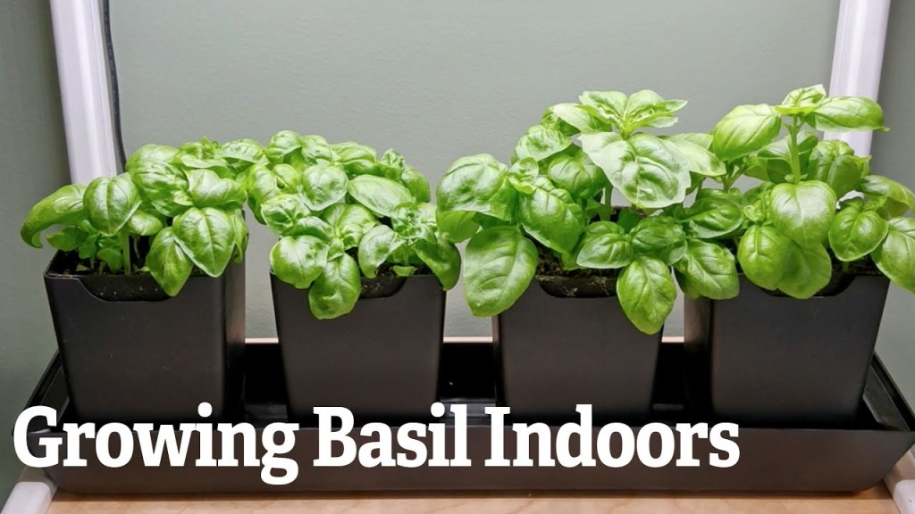 Can Basil Be Grown Indoors? Can Basil Be Grown Indoors?