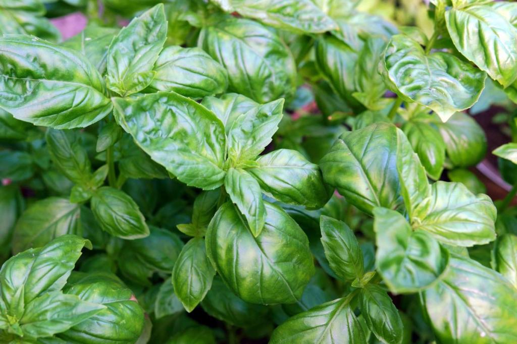 How to Prune Basil for a More Abundant Harvest, According to Gardening Experts How to Prune Basil for a More Abundant Harvest, According to Gardening Experts