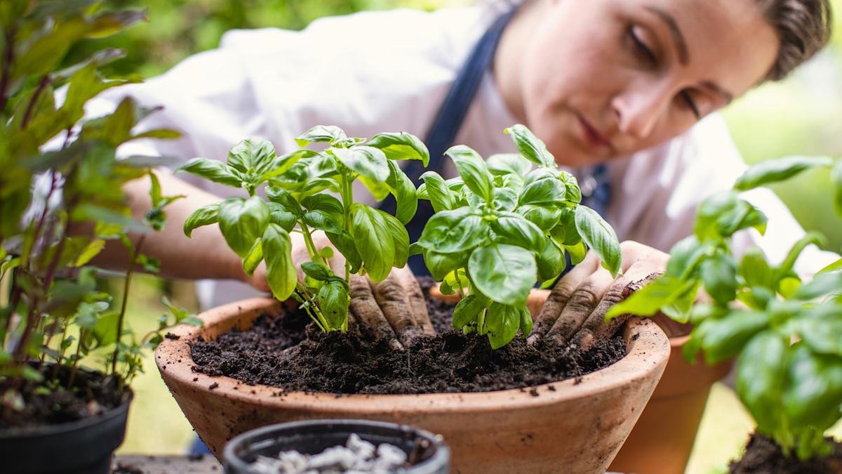 The Flavorful Companion You Should Plant With Basil For All Of Its Benefits The Flavorful Companion You Should Plant With Basil For All Of Its Benefits