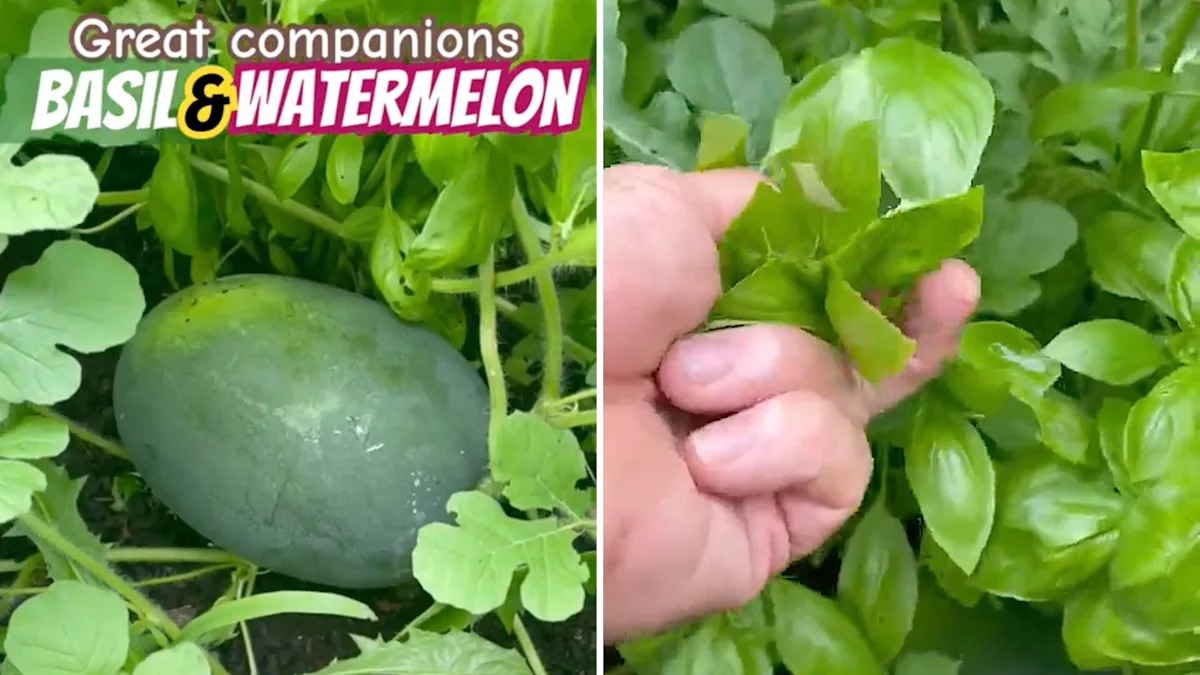 Gardener reveals surprising benefits of planting basil and watermelon together: ‘Amazing’ Gardener reveals surprising benefits of planting basil and watermelon together: ‘Amazing’