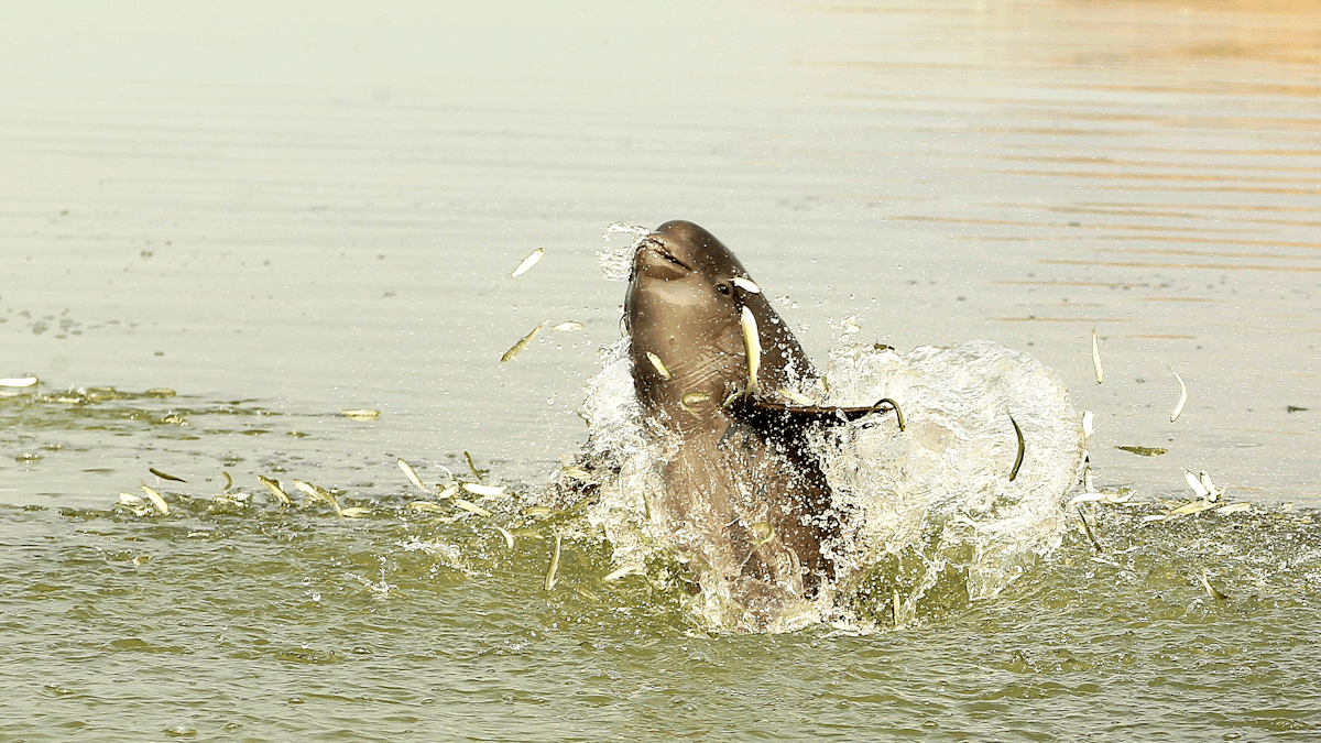 Los poemas que abarcan 1.400 años cuentan la historia de una venerada marsopoise Los poemas que abarcan 1.400 años cuentan la historia de una venerada marsopoise