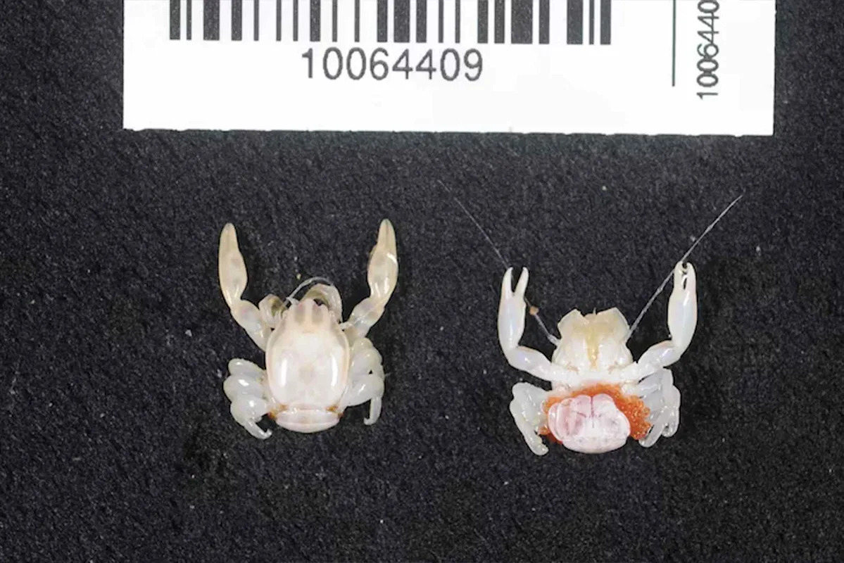 Los científicos descubren dos nuevas especies, un tiburón y un pequeño cangrejo, en el mismo viaje a las profundidades marinas Los científicos descubren dos nuevas especies, un tiburón y un pequeño cangrejo, en el mismo viaje a las profundidades marinas