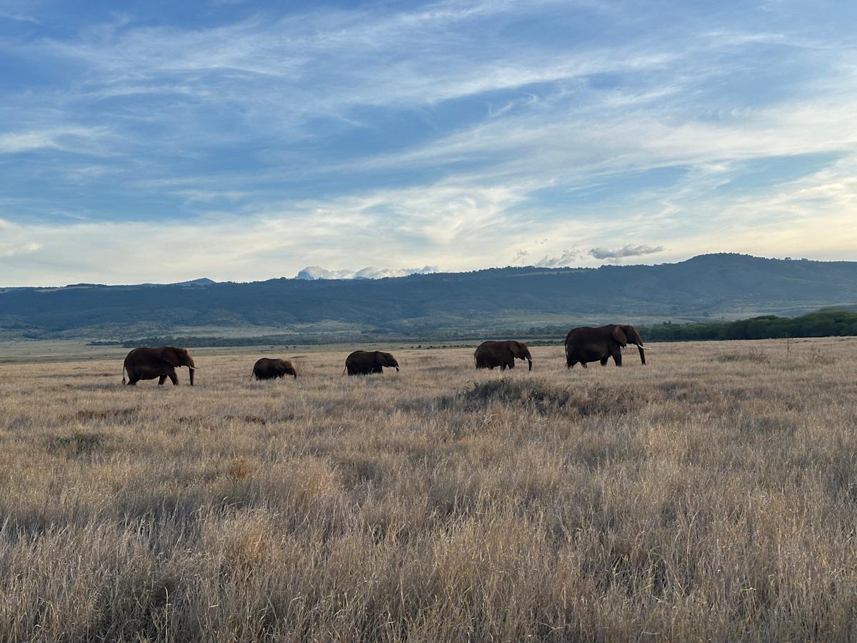 Estos safaris africanos eran diferentes a los que había hecho antes Estos safaris africanos eran diferentes a los que había hecho antes