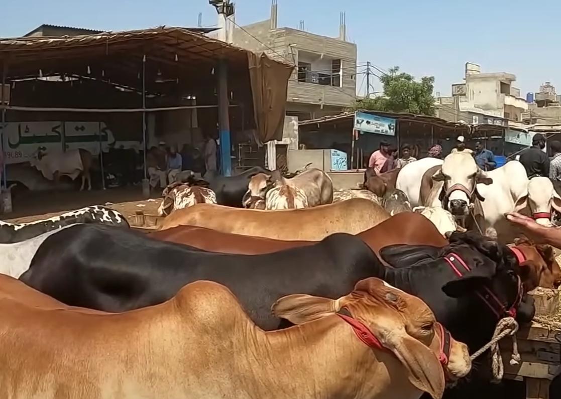 Malir Cattle Mandi Rates In Season 2025 Malir Cattle Mandi Rates In Season 2025