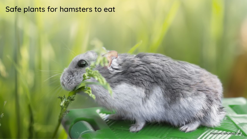 Safe and Unsafe Herbs for Hamsters Safe and Unsafe Herbs for Hamsters