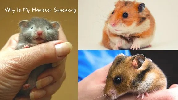 8 Causes & 5 Solutions of HAMSTER SQUEAKING 8 Causes & 5 Solutions of HAMSTER SQUEAKING