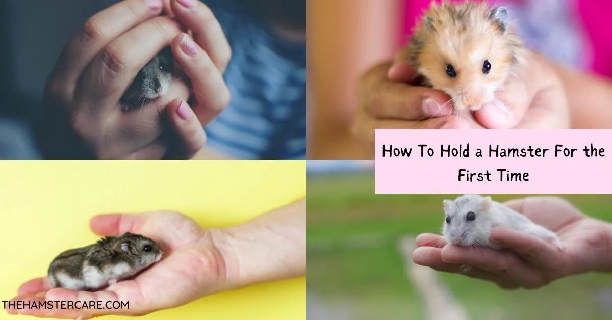 How To Hold a Hamster For the First Time Safely and Properly How To Hold a Hamster For the First Time Safely and Properly