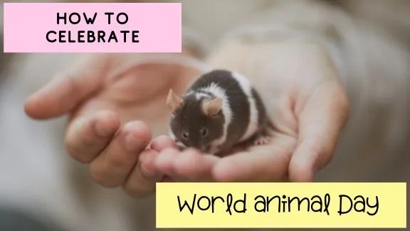How to Celebrate World Animal Day With Your Hamster? How to Celebrate World Animal Day With Your Hamster?