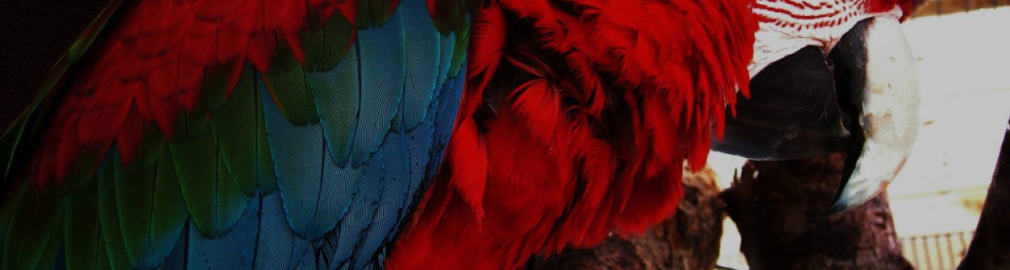 Why I Love Parrots as Companion Animals – Three Birds and a Cloud Why I Love Parrots as Companion Animals – Three Birds and a Cloud
