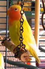The Best Small Pet Bird Toys for Your Feathery Friends The Best Small Pet Bird Toys for Your Feathery Friends