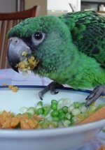 The Best Medium Parrot Diet The Best Medium Parrot Diet