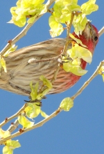 The Best Canary And Finch Food The Best Canary And Finch Food