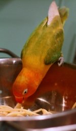 The Best Small Bird And Parakeet Food The Best Small Bird And Parakeet Food