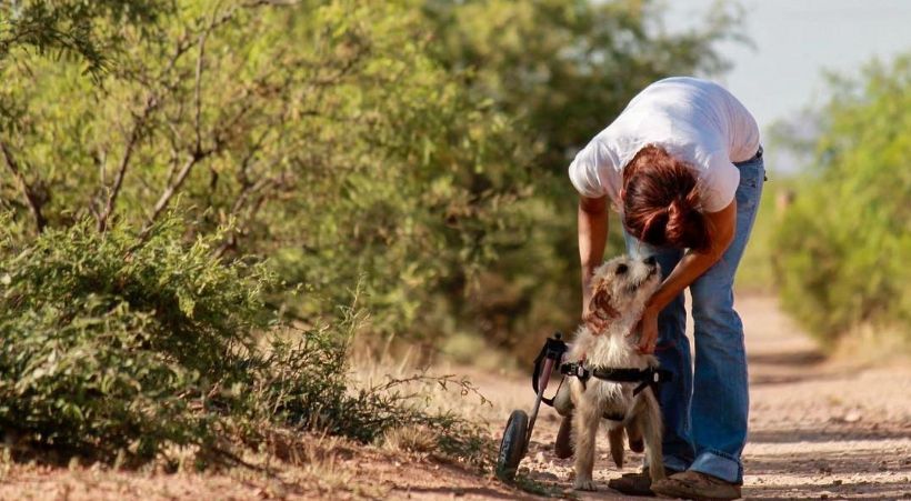 Navigating Digital Nomad Life with a Dog Navigating Digital Nomad Life with a Dog