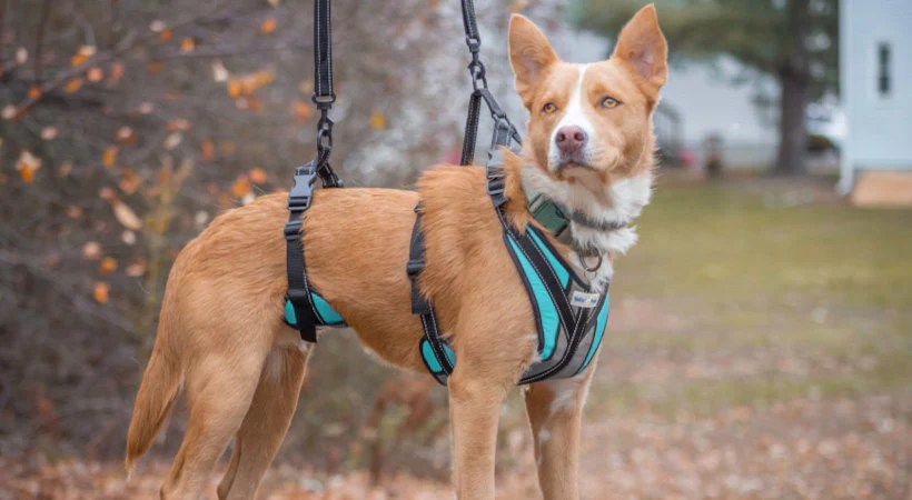 5 Things You Need to Know When Buying a Support Harness for Your Dog 5 Things You Need to Know When Buying a Support Harness for Your Dog