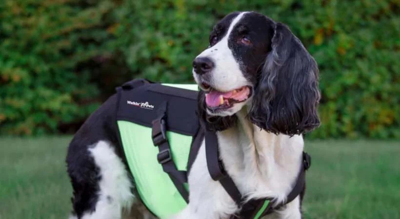 How to Choose the Right Dog Back Brace How to Choose the Right Dog Back Brace